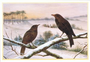 Merels door Harry Bright