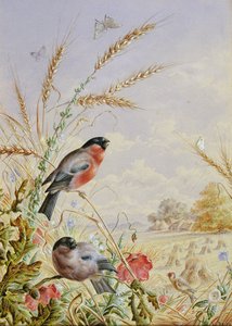 Goudvinken in een oogstveld