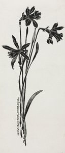 Narcissen