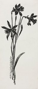 Narcissen
