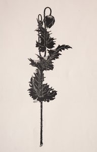Bloemenstudie