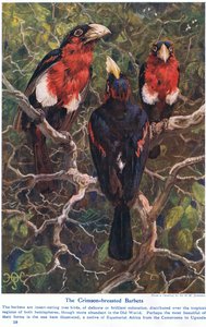 Karmozijnrood Gecreste Baardvogels, illustratie uit 