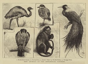 Nieuwe Dieren in de Dierentuin door Harry Hamilton Johnston