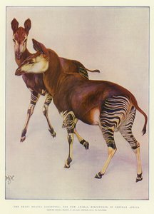 De okapi (Ocapia Johnstoni), het nieuwe dier ontdekt in Centraal-Afrika