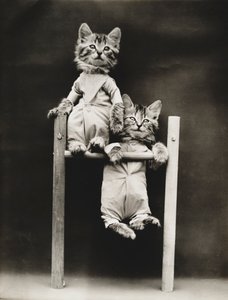 Kittieserie: Oefenen, c.1914 (zilverdruk) door Harry Whittier Frees