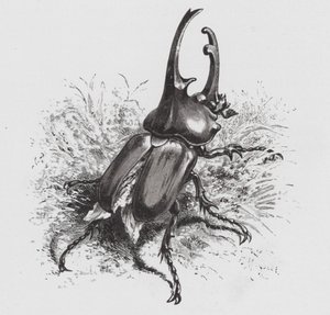 Het Insect: Kever