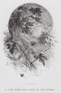Het insect: Het huis en de liefdes van de spin (gravure) door Hector Giacomelli