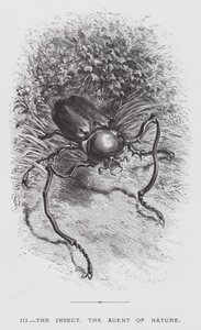 Het Insect: Het Insect, de Agent van de Natuur