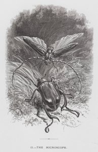 Het insect: De microscoop door Hector Giacomelli
