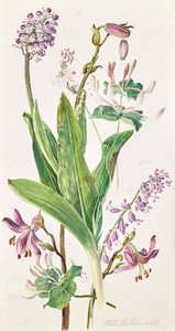 Turkse kap, orchidee, kamperfoelie