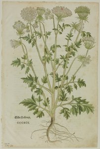 Blad uit Nieuw Kruidenboek door Leonhart Fuchs, plaat 97 uit Houtsneden uit Boeken van de XVI Eeuw