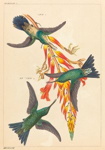 Drie kolibries met plant door Heinrich Gottlieb Ludwig Reichenbach