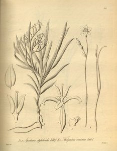 Apostasia wallichii (als Apostasia stylidioides) - Thelymitra cornicina door Heinrich Gustav Reichenbach