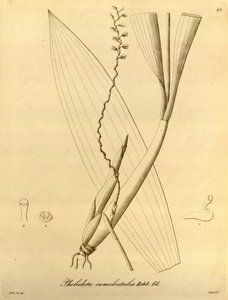 Illustratie van Pholidota camelostalix
