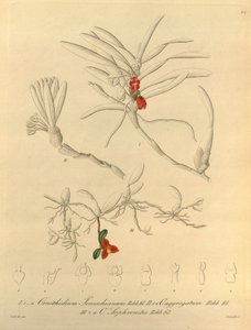 Dit bestand komt uit de Biodiversity Heritage Library en is online beschikbaar op biodiversitylibrary.org/page/696484 door Heinrich Gustav Reichenbach