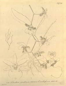 Dit bestand komt uit de Biodiversity Heritage Library, en is online beschikbaar op biodiversitylibrary.org/pagina/696498 door Heinrich Gustav Reichenbach