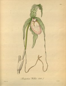 Dit bestand komt uit de Biodiversity Heritage Library, en is online beschikbaar op biodiversitylibrary.org/page/698377