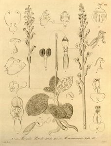 Dit bestand komt uit de Biodiversity Heritage Library en is online beschikbaar op biodiversitylibrary.org/page/696496 door Heinrich Gustav Reichenbach
