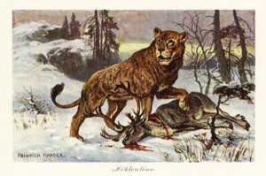 Euraziatische grottenleeuw, Panthera spelaea