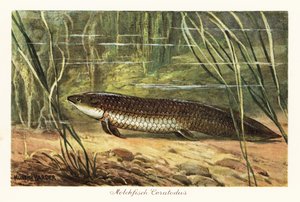 Uitgestorven Ceratodus latissimus tussen riet op de oceaanbodem door Heinrich Harder