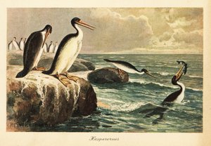 Hesperornis regalis, uitgestorven loopvogel, Krijt