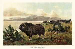 Muskusos of muskusos, Ovibos moschatus door Heinrich Harder