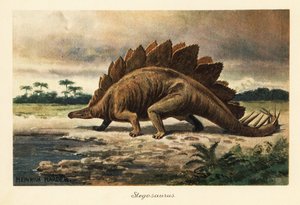 Stegosaurus armatus uit het Laat-Jura