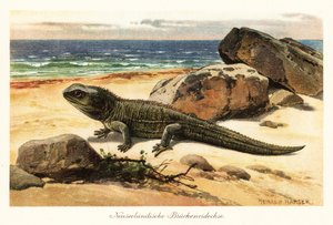 Kwetsbare tuatara, Sphenodon punctatus, aan de kust door Heinrich Harder