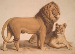 De leeuw