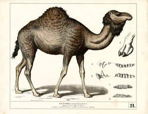 Dromedaris met anatomische details door Heinrich Leutemann
