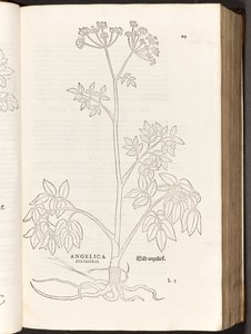 Wilde Engelwortel, illustratie uit De historia stirpium commentarii insignes door Leonhart Fuchs, 1542