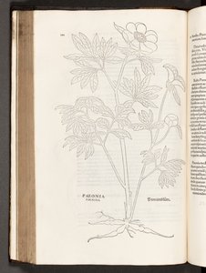 Pioenroos, illustratie uit De historia stirpium commentarii insignes door Leonhart Fuchs, 1542