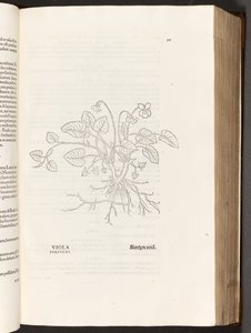 Viooltje, illustratie uit De historia stirpium commentarii insignes door Leonhart Fuchs, 1542