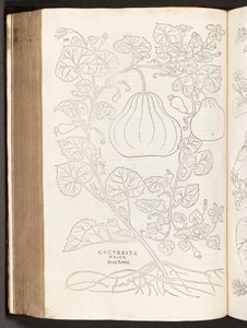 Kalebas, illustratie uit De historia stirpium commentarii insignes door Leonhart Fuchs, 1542