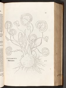 Cyclamen, illustratie uit De historia stirpium commentarii insignes door Leonhart Fuchs, 1542