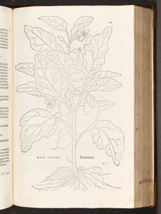 Aubergine, illustratie uit De historia stirpium commentarii insignes door Leonhart Fuchs, 1542