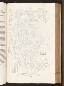 Erwt, illustratie uit De historia stirpium commentarii insignes door Leonhart Fuchs, 1542