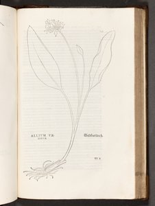 Allium, illustratie uit De historia stirpium commentarii insignes door Leonhart Fuchs, 1542