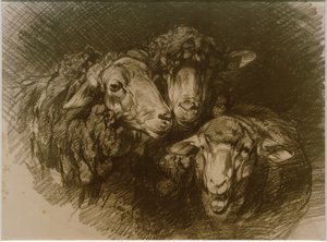 Schapen door Heinrich von Zügel