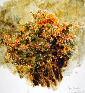 Berberis, zonneschijn
