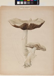 Agaricus augustus