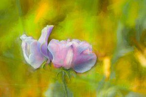Herfst Lathyrus I, 2018