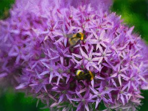 Bijen in de aliums, 2018