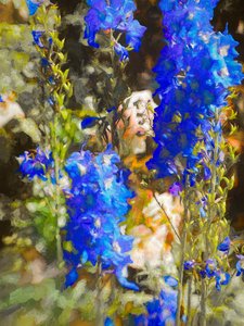 Blauwe Ridderspoor