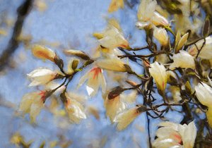 Blauwe lucht magnolia door Helen White