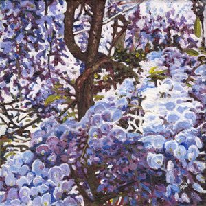 Blauwe Wisteria