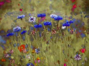 Korenbloem blauw