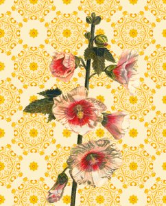 Stokrozen in de Zon door Helen White