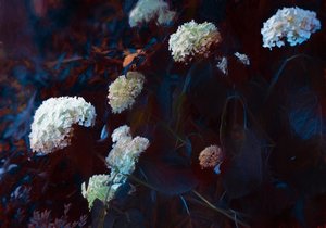 In het Bleke Maanlicht, 2019 door Helen White