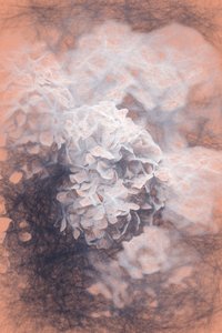 Pastel Hortensia